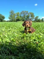 Bella, a female Miniature Dachshund for sale in Fresno, OH – 3 of 10