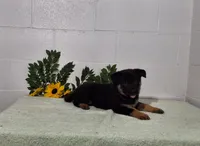 Darling, a female German Shepherd Dog for sale in Fresno, OH – 2 of 4