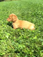 Trisha , a female Miniature Dachshund for sale in Fresno, OH – 2 of 10