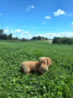 Trisha , a female Miniature Dachshund for sale in Fresno, OH – 5 of 10