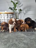 Abel, a male Cavalier King Charles Spaniel for sale in Fresno, OH – Photo 5 of 10