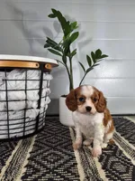 Abel, a male Cavalier King Charles Spaniel for sale in Fresno, OH – Photo 2 of 10