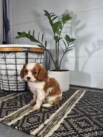 Abel, a male Cavalier King Charles Spaniel for sale in Fresno, OH – Photo 4 of 10