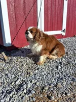 Abel, a male Cavalier King Charles Spaniel for sale in Fresno, OH – Photo 7 of 10