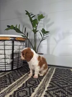 Abel, a male Cavalier King Charles Spaniel for sale in Fresno, OH – Photo 3 of 10