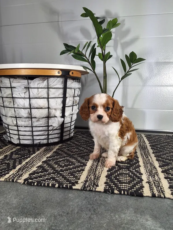 Abel – Cavalier King Charles Spaniel puppy for sale in Fresno, OH