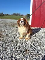 Abel, a male Cavalier King Charles Spaniel for sale in Fresno, OH – Photo 6 of 10