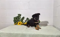 Darling, a female German Shepherd Dog for sale in Fresno, OH – 1 of 4