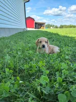 Travis, a male Miniature Dachshund for sale in Fresno, OH – 2 of 9