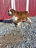 Alex, a male Cavalier King Charles Spaniel for sale in Fresno, OH – Photo 10 of 10