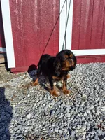 Alex, a male Cavalier King Charles Spaniel for sale in Fresno, OH – Photo 9 of 10