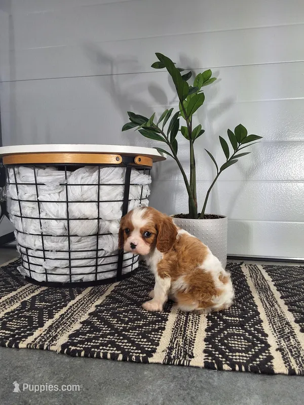 Alex – Cavalier King Charles Spaniel puppy for sale in Fresno, OH