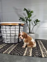 Alex, a male Cavalier King Charles Spaniel for sale in Fresno, OH – Photo 1 of 10