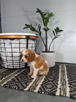 Alex, a male Cavalier King Charles Spaniel for sale in Fresno, OH – Photo 6 of 10
