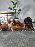 Alex, a male Cavalier King Charles Spaniel for sale in Fresno, OH – Photo 5 of 10
