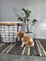 Alex, a male Cavalier King Charles Spaniel for sale in Fresno, OH – Photo 2 of 10