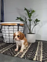 Alex, a male Cavalier King Charles Spaniel for sale in Fresno, OH – Photo 4 of 10