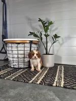 Alex, a male Cavalier King Charles Spaniel for sale in Fresno, OH – Photo 3 of 10