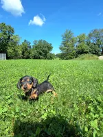 Tanner , a male Miniature Dachshund for sale in Fresno, OH – 3 of 10