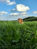 Trisha , a female Miniature Dachshund for sale in Fresno, OH – 3 of 10