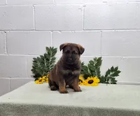 Scoopy, a male German Shepherd Dog for sale in Fresno, OH – 2 of 3