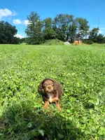 Bella, a female Miniature Dachshund for sale in Fresno, OH – 5 of 10