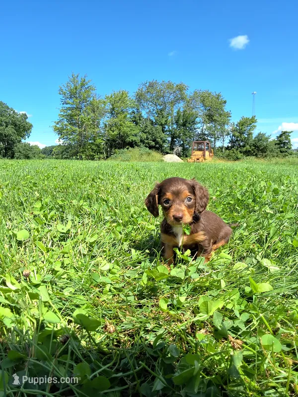 Bella – Miniature Dachshund puppy for sale in Fresno, OH