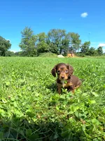 Bella, a female Miniature Dachshund for sale in Fresno, OH – 1 of 10