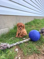 Adam, a male Cavalier King Charles Spaniel for sale in Fresno, OH – Photo 4 of 5