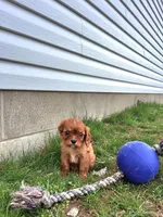 Adam, a male Cavalier King Charles Spaniel for sale in Fresno, OH – Photo 5 of 5