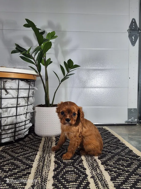 Adam – Cavalier King Charles Spaniel puppy on hold in Fresno, OH