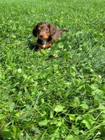 Bella, a female Miniature Dachshund for sale in Fresno, OH – 4 of 10