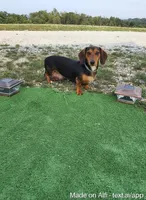Travis, a male Miniature Dachshund for sale in Fresno, OH – 8 of 9
