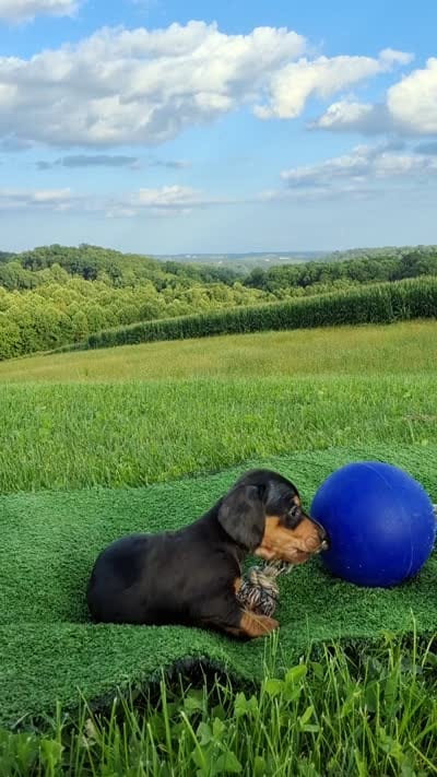 Tanner , a male Miniature Dachshund for sale in Fresno, OH – 6 of 10