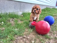 Amber , a female Cavalier King Charles Spaniel for sale in Fresno, OH – Photo 5 of 10