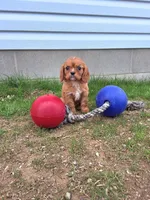 Amber , a female Cavalier King Charles Spaniel for sale in Fresno, OH – Photo 4 of 10