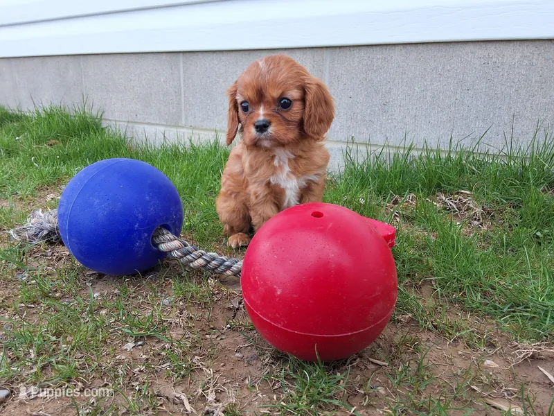 Amber  – Cavalier King Charles Spaniel puppy for sale in Fresno, OH