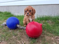 Amber , a female Cavalier King Charles Spaniel for sale in Fresno, OH – Photo 1 of 10