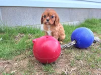 Amber , a female Cavalier King Charles Spaniel for sale in Fresno, OH – Photo 3 of 10