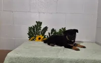 Darling, a female German Shepherd Dog for sale in Fresno, OH – 4 of 4