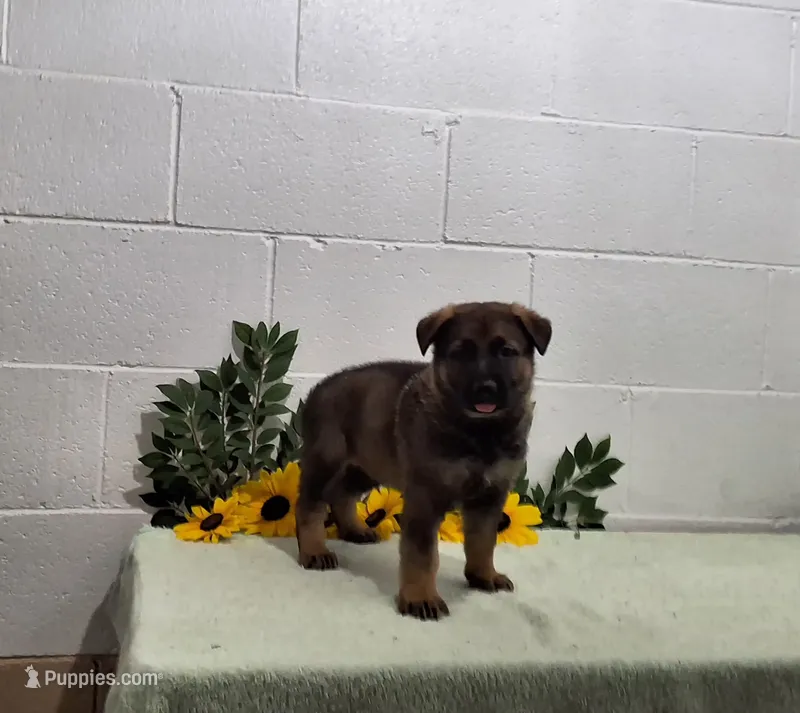 Scoopy – German Shepherd Dog puppy for sale in Fresno, OH