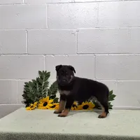 Hero, a male German Shepherd Dog for sale in Fresno, OH – 3 of 3