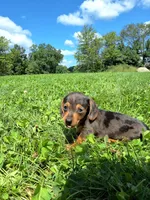 Melony, a female Miniature Dachshund for sale in Fresno, OH – 4 of 10