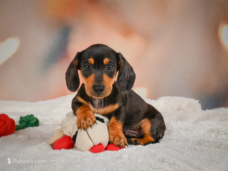 Tanner  – Miniature Dachshund puppy for sale in Fresno, OH
