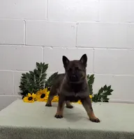 Sweetheart , a female German Shepherd Dog for sale in Fresno, OH – 1 of 3