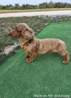 Travis, a male Miniature Dachshund for sale in Fresno, OH – 7 of 9