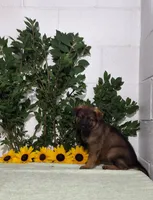 Daisy, a female German Shepherd Dog for sale in Fresno, OH – 3 of 3