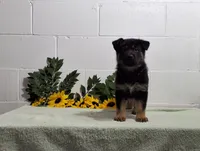 Hunter, a male German Shepherd Dog for sale in Fresno, OH – 3 of 3