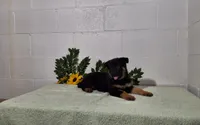 Darling, a female German Shepherd Dog for sale in Fresno, OH – 3 of 4