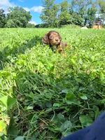 Bella, a female Miniature Dachshund for sale in Fresno, OH – 2 of 10